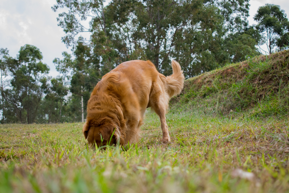Na Rychnovsku byl nalezen poklad z&nbsp;doby bronzové! Vyhrabal ho pes při&nbsp;procházce