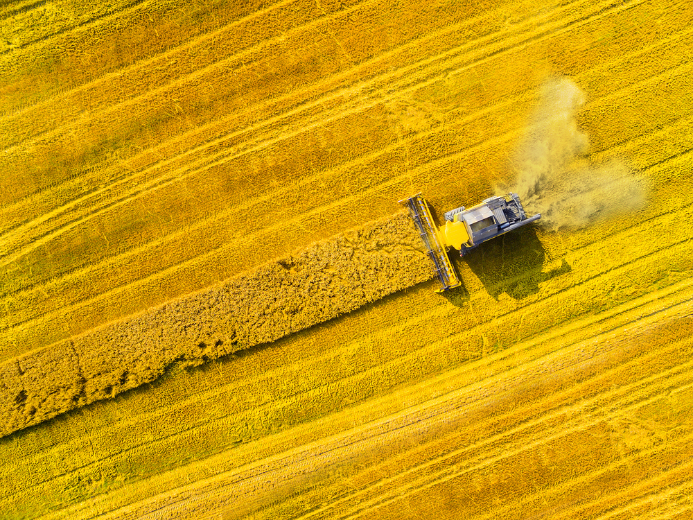 Sklizeň obilí bude letos o 3,5 % nižší, urodí se více řepky