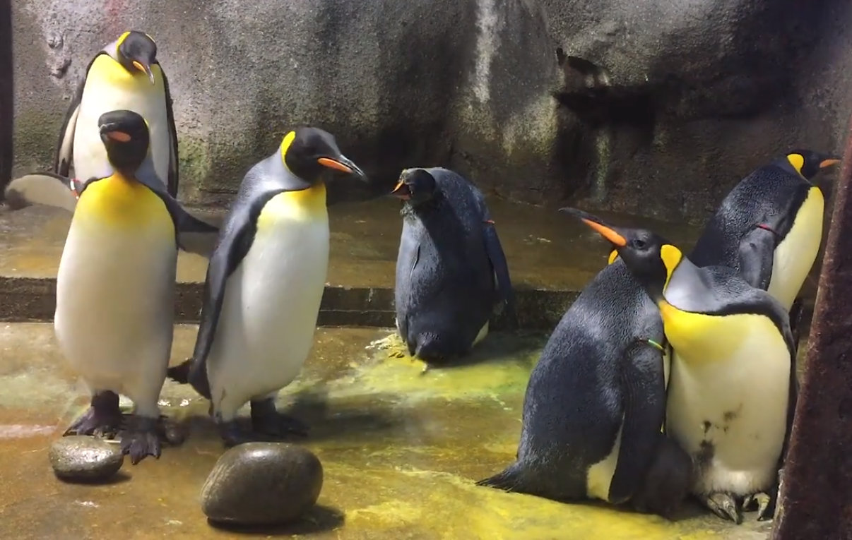 VIDEO: Pár gay tučňáků ukradl v zoo mládě jiným rodičům