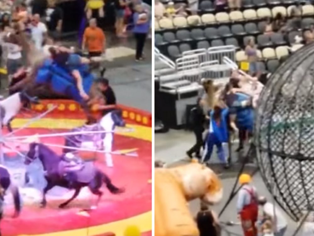 VIDEO: Dítě hodilo na&nbsp;velblouda lopatku. Zvíře se splašilo a&nbsp;zranilo sedm lidí
