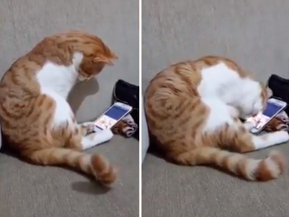 Mají kočky emoce? Tohle VIDEO vám zaručeně odpoví