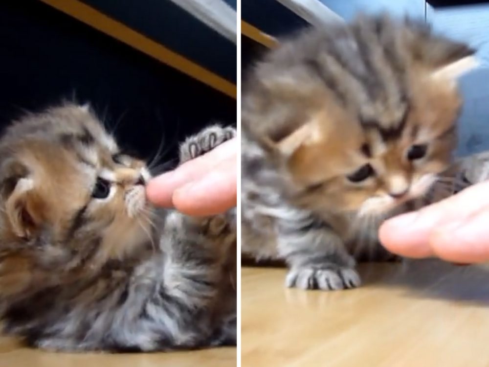 Varování! Tohle VIDEO je pro&nbsp;svou roztomilost návykové