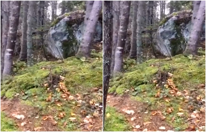 VIDEO: Scéna jako z&nbsp;hororu! Země v&nbsp;lese dýchá a&nbsp;děsivě se hýbe