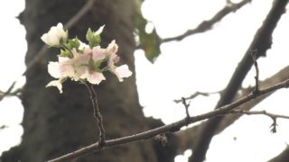 V Japonsku nečekaně rozkvetly sakury. Mohou za to asi tajfuny