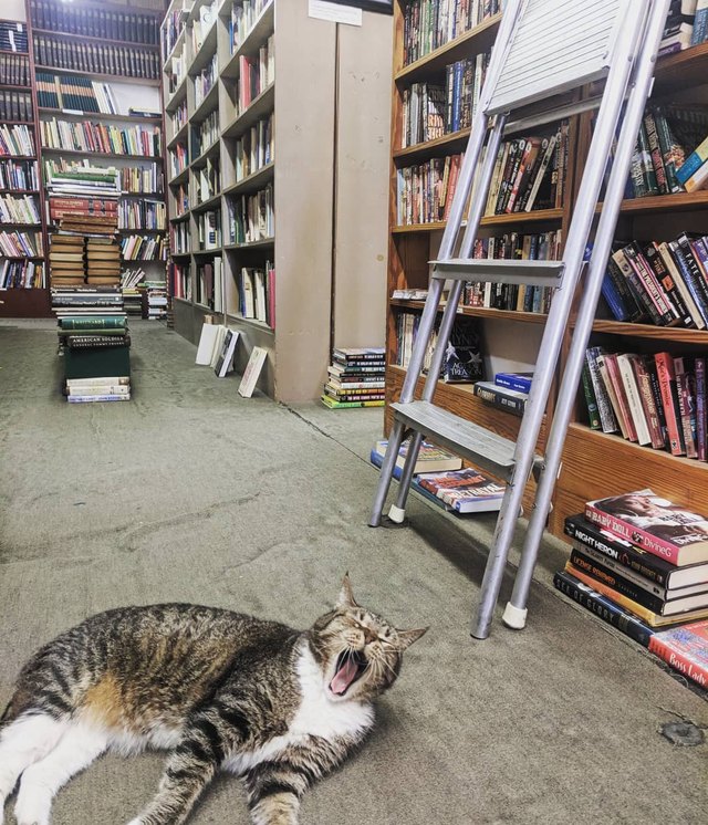 После того как в библиотеке расставили. Библиотечные коты. Библиотечный кот Мурзик. Фото на котором 11 кошек.