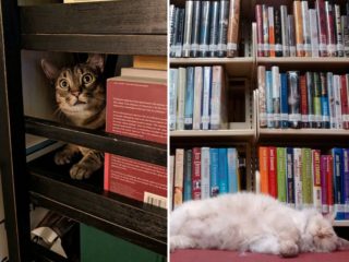 Kočky v&nbsp;knihovně? Tahle GALERIE vás zaručeně pobaví
