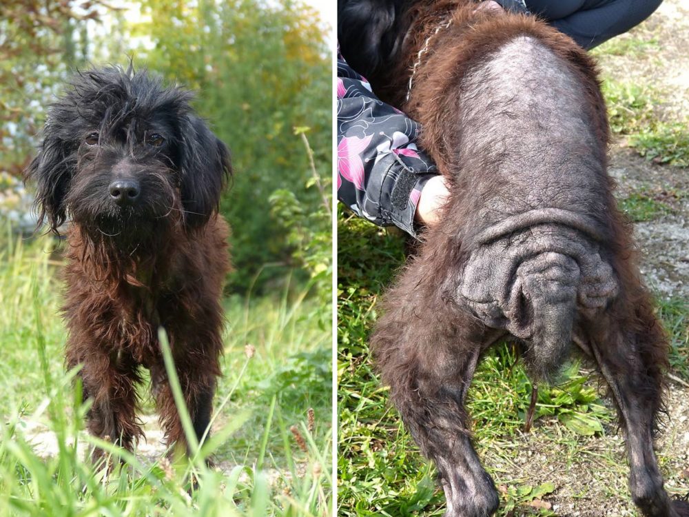 FOTO: Strašné! Na&nbsp;Ústecku byla nalezena fenka v&nbsp;zuboženém stavu. Šlo o&nbsp;týrání?