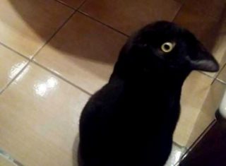FOTO: Je to opravdu vrána? Tenhle obrázek se stal ihned virálním