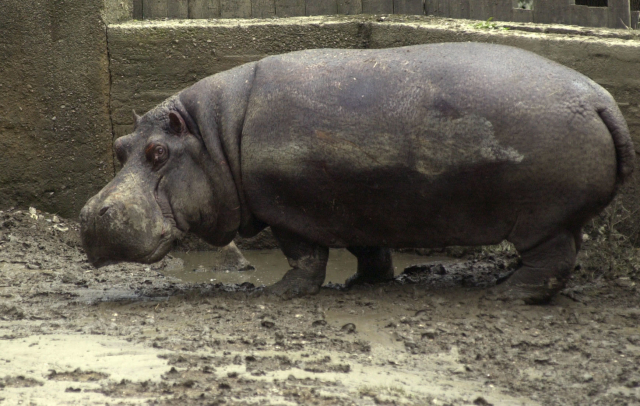V pražské zoo uhynul hroch Slávek. Byl hrdinou povodní v&nbsp;roce 2002