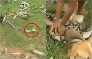 VIDEO: Neskutečné drama! Malé děti zachránily pejska ze spárů obrovského hada