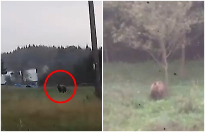 O medvěda ze Zlínského kraje má zájem zoo z Belgie