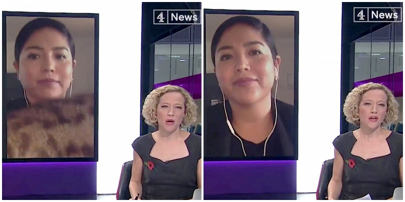 VIDEO: Zvědavá kočka narušila rozhovor v živém vysílání
