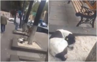 DOJEMNÉ VIDEO: Muž se po&nbsp;3 letech shledal se ztraceným pejskem