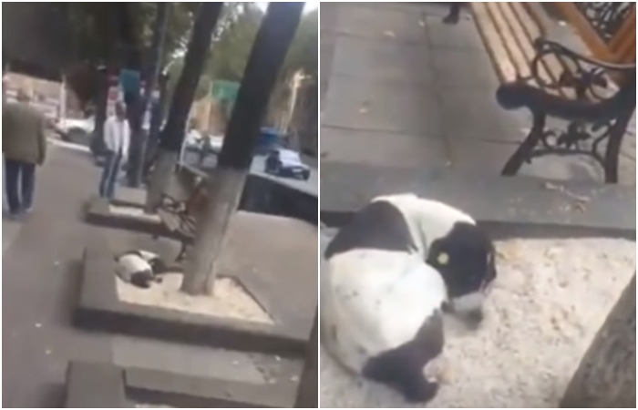 DOJEMNÉ VIDEO: Muž se po&nbsp;3 letech shledal se ztraceným pejskem