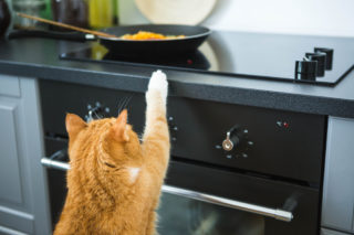 Kočky a&nbsp;česnek: Co je bezpečné a&nbsp;na&nbsp;co si dát pozor?