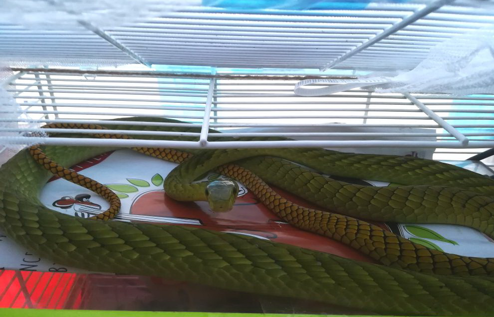 V pražských Hlubočepích utekla smrtelně jedovatá mamba zelená