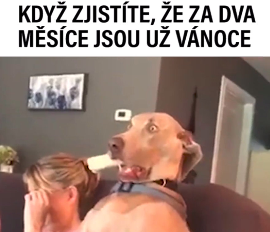 VIRÁLY TÝDNE: Jak vypadají nejroztomilejší kostýmy? A&nbsp;jak umí protestovat psi?