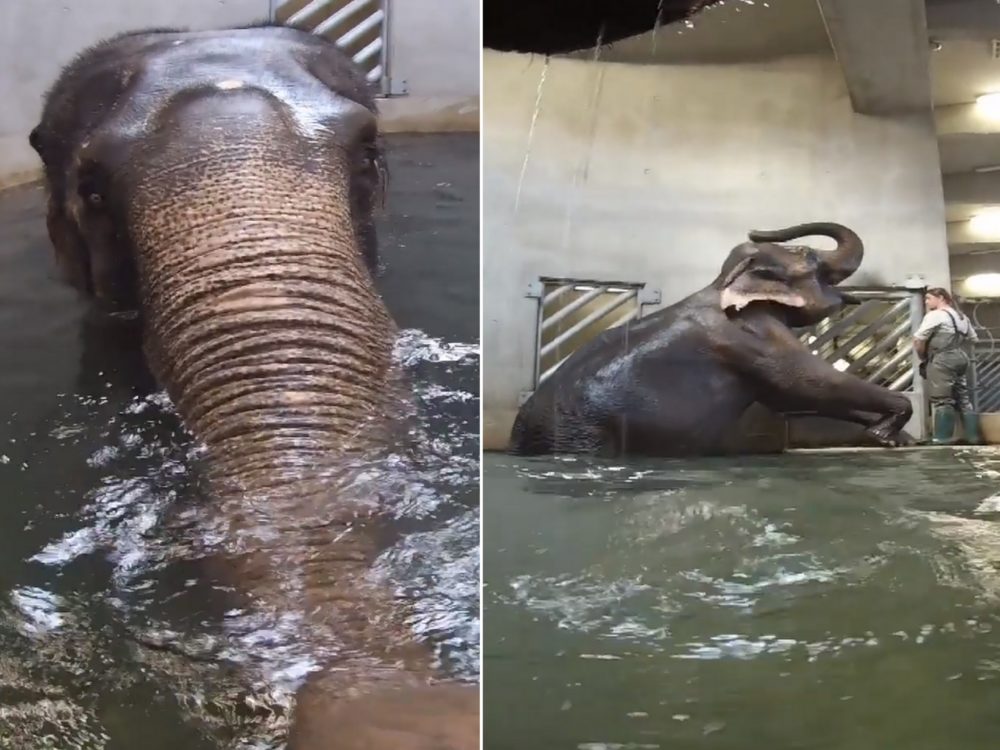 VIDEO: To je lahoda! Slonice v pražské zoo si umí užít koupel