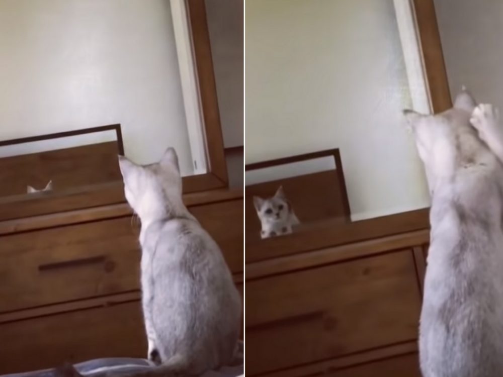 VIDEO: Že se kočka nepozná v&nbsp;zrcadle? Tak se dívejte