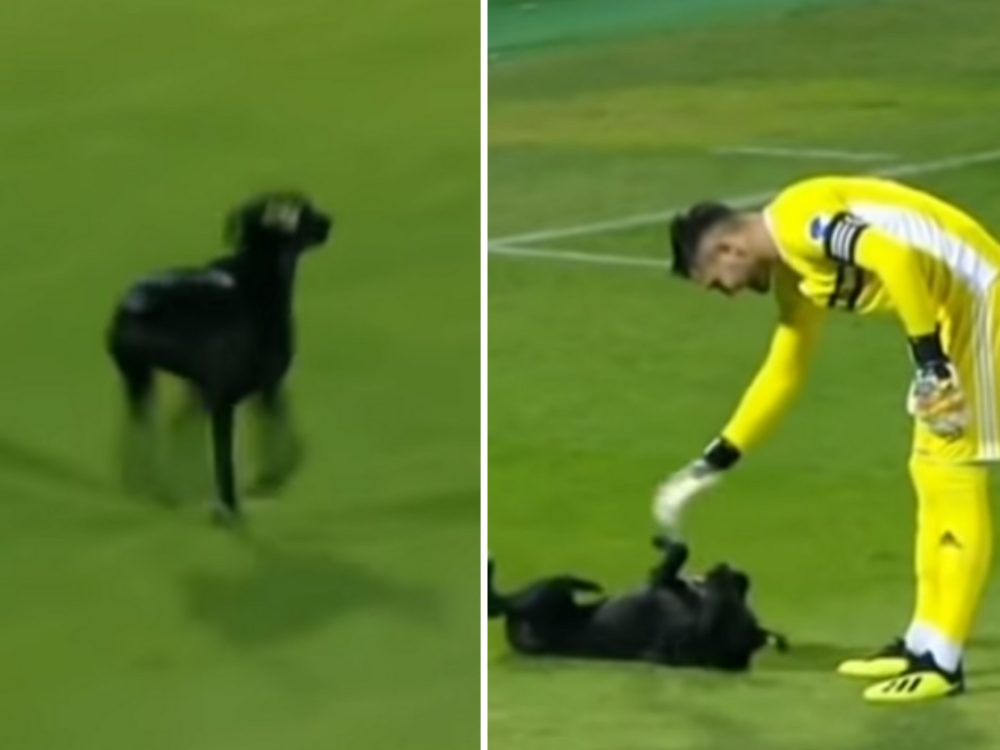 VIDEO: Fotbalový zápas přerušil čtyřnohý výtržník. Dokonce se nechal podrbat na bříšku