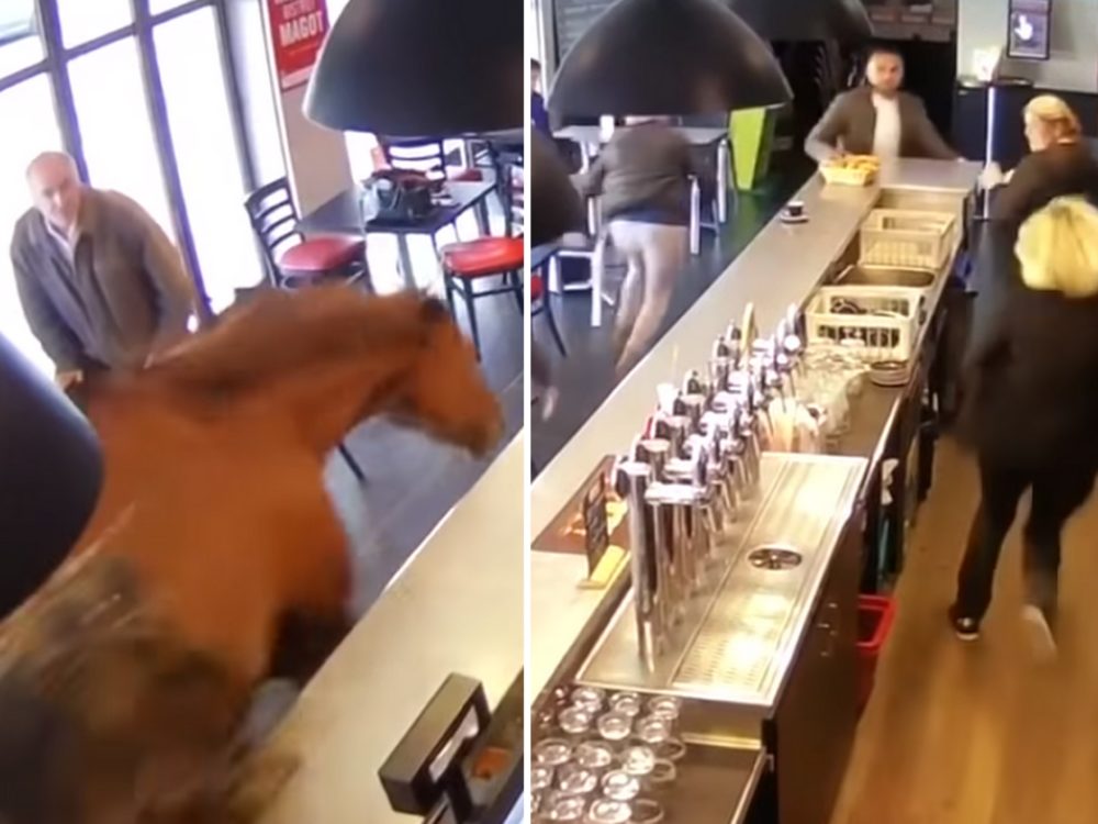 VIDEO: Do baru vtrhl kůň, procválal kolem pultu
