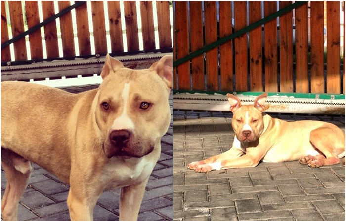 Hledá se Pablo! Majitelka za něj nabízí 100 tisíc korun