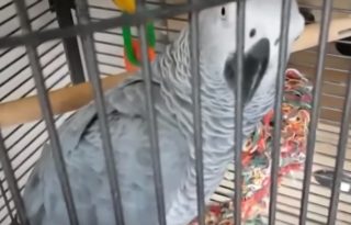 VIDEO: Papoušek dokonale napodobil alarm. Museli přijet hasiči!
