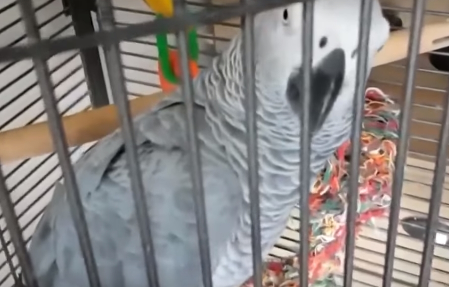 VIDEO: Papoušek dokonale napodobil alarm. Museli přijet hasiči!