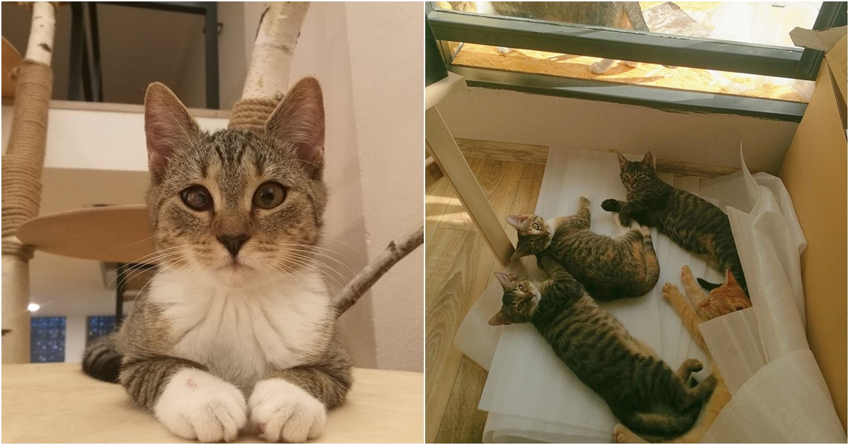 V Liberci je kavárna, kde je možné adoptovat kočky