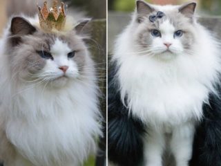 GALERIE: Jaká kočka je hitem instagramu? Princezna Aurora!