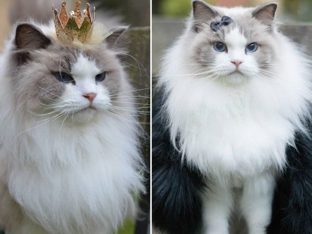 GALERIE: Jaká kočka je hitem instagramu? Princezna Aurora!