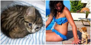Roztomilost sama! GALERIE těch nejvtipnějších koťátek