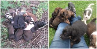 Muž odnesl na&nbsp;pole 11 štěňat, 5 nepřežilo: Neměl jsem sílu je zabít, hájil se