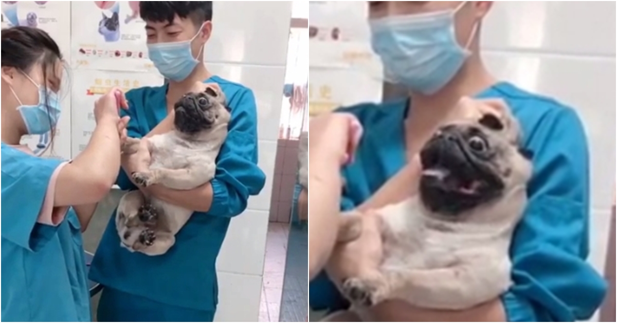 VIDEO: Pro krásu se trpí! Vyděšený výraz pejska při stříhání drápů obletěl celý svět