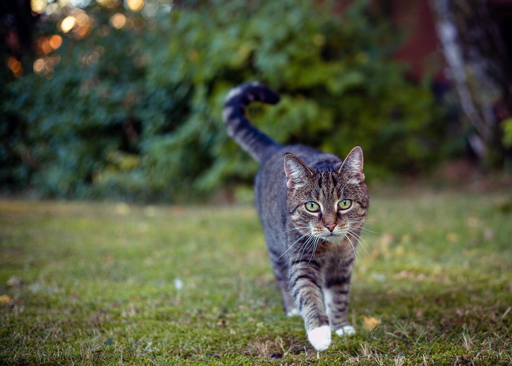 Nekompromisní zabijáci: Jak se kočky rozšířily po světě a co tím způsobily?