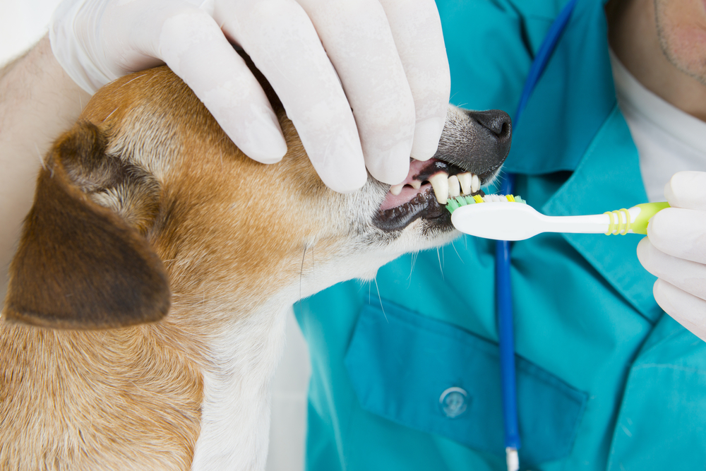 Čištění zubů psů by se nemělo dělat v psích salonech! Co radí veterináři?