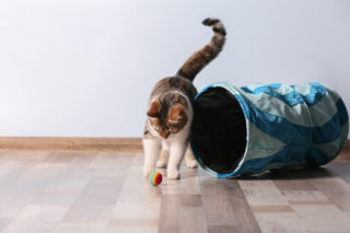 Proč je hraní pro&nbsp;vaši kočku důležité? Veterináři mají jasno