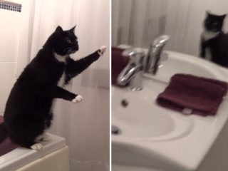 VIDEO: Zmatená kočka se dívá na&nbsp;svůj odraz v&nbsp;zrcadle. Její reakce vás dostane