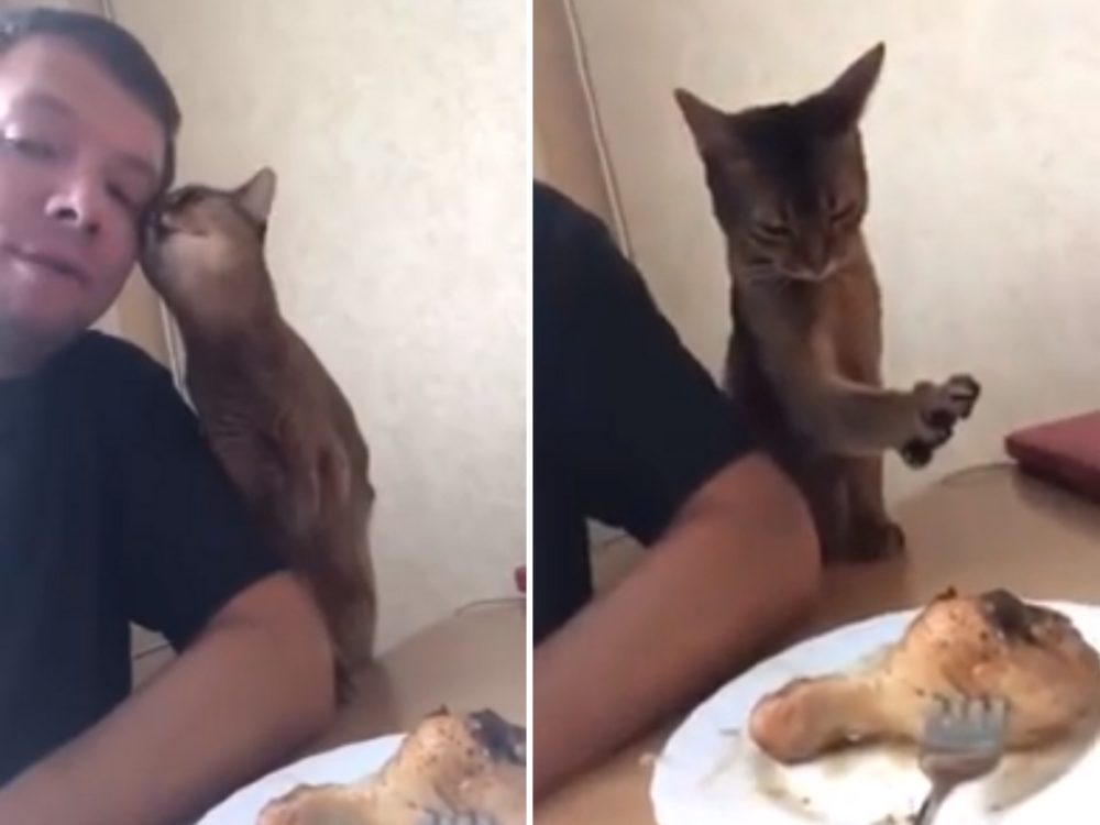 VIDEO: Kočky nejsou hloupé! Podívejte se, jak tato nezbednice šikovně prosí o&nbsp;kousek kuřete