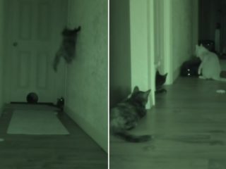 Co dělají kočky, když jejich majitelé spí? Tohle VIDEO vám to prozradí