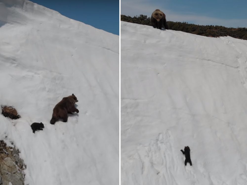 Dojemné VIDEO s&nbsp;medvídětem, které se snaží dostat na&nbsp;kopec. Vše zapříčil dron