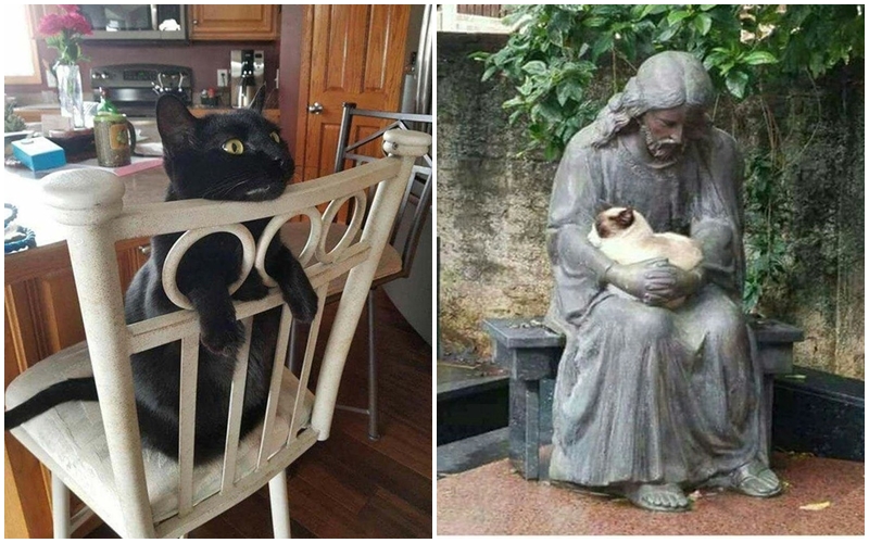 Kočky jsou mistři pohodlí! Tahle GALERIE je důkaz