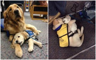 GALERIE asistenčních psů: Vedle skvělé práce vás dostanou i&nbsp;roztomilostí