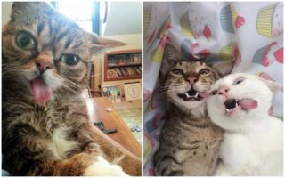 Elegance sama! GALERIE těch nejlepších kočičích selfie