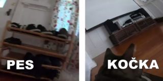 VIDEO: Pes versus kočka! Co dělají, když odejdete do práce?
