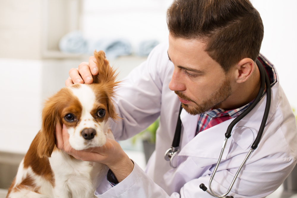 Podle veterinářů není v Česku očipována zhruba polovina psů