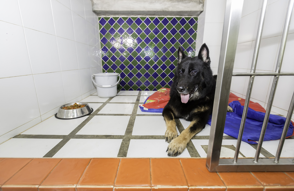 Útulky v Německu zakázaly adopci před Vánoci. Mělo by to platit i u nás? ANKETA