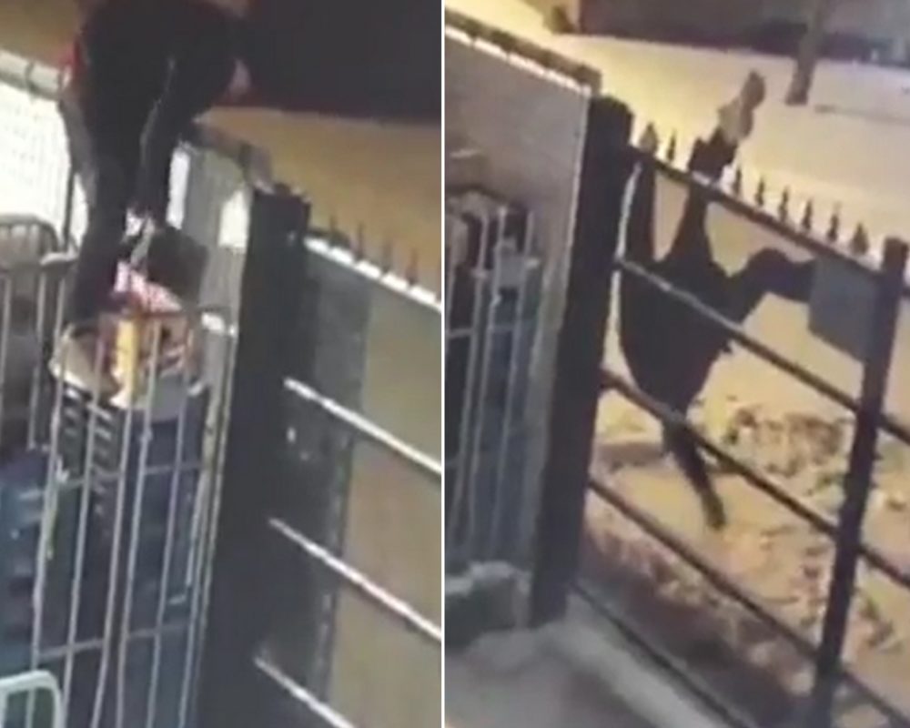 VIDEO: Zloděj chtěl ukrást pivo. Skončil viset hlavou dolů a&nbsp;s&nbsp;téměř svlečenými kalhoty