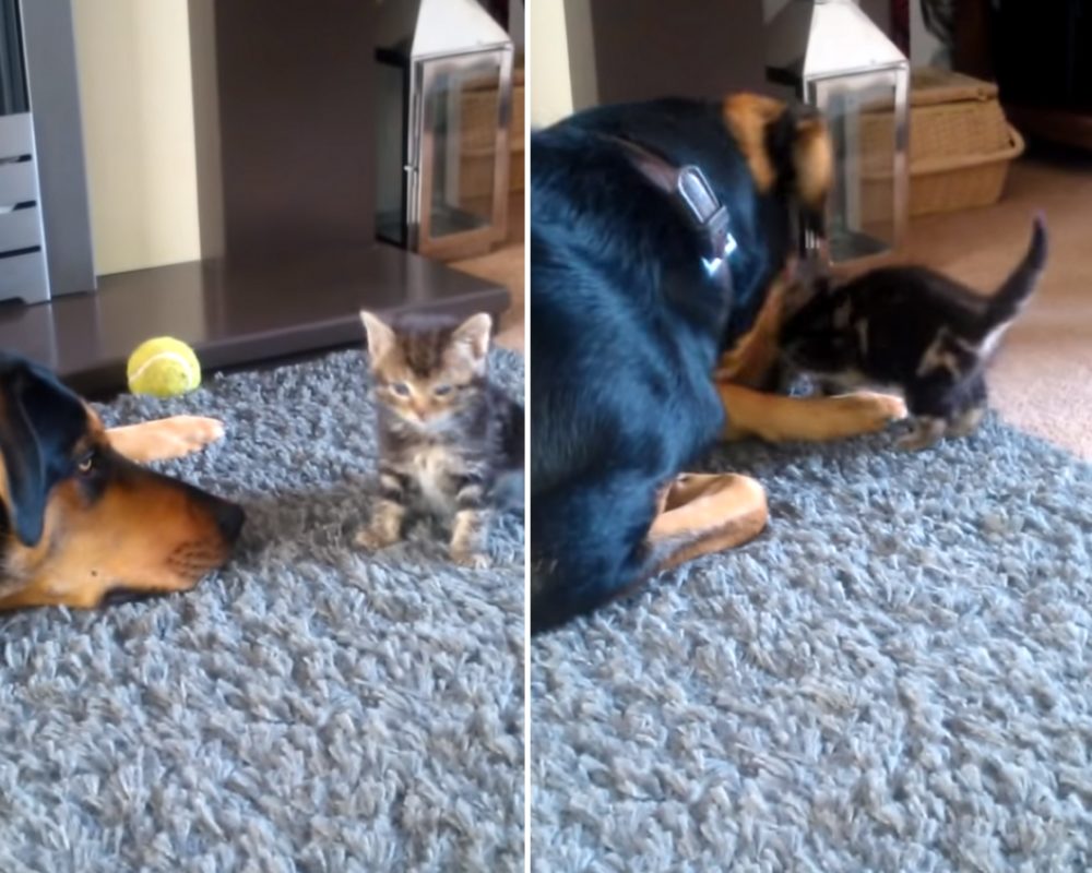 VIDEO: Co se stane, když se potkají velký pes a&nbsp;malé kotě?