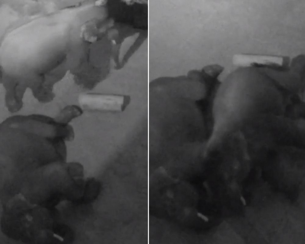 Dojemné VIDEO: Sloni se v&nbsp;zoo k&nbsp;sobě tulili jako lidé